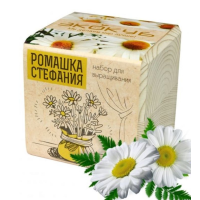 Экокуб "Ромашка" (сувенирный семенной материал) 