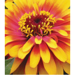 Семена Цинния F1 Сизл-свиззл скарлет-йеллоу