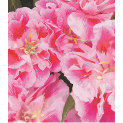 Семена Годеция F1 Русский Размер