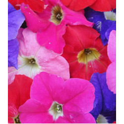 Семена Петуния F1 Очаровательные глазки