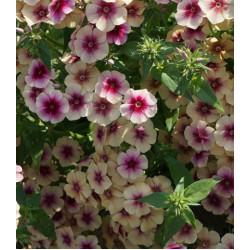 Семена Флокс Вишневая карамель