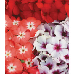 Семена Флокс Примавера смесь F1