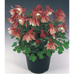 Семена Аквилегия Камео красная с белым