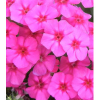 Семена Флокс Рози Доун