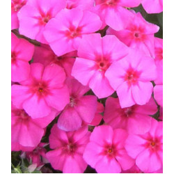 Семена Флокс Рози Доун