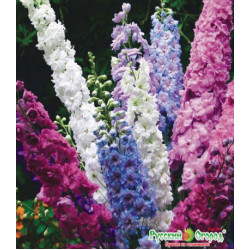 Семена Дельфиниум F1 Новозеландский букет