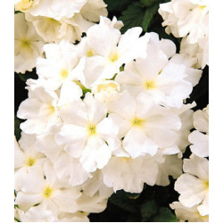 Семена Вербена F1 Кварц Белая