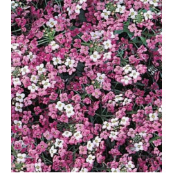 Семена Алиссум Розовая королева