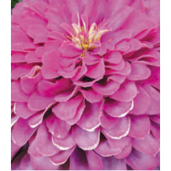 Семена Цинния Ру��ский Размер розовая