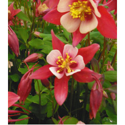 Семена Аквилегия Огненная Звезда