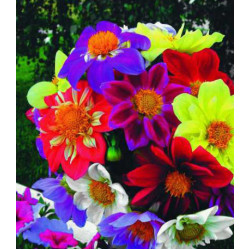 Семена Георгина Веселые ребята