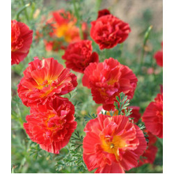 Семена Эшшольция Вишневый вихрь