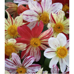 Семена Георгина Фейерверк