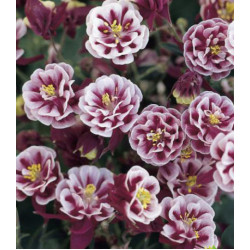 Семена Аквилегия Винки махровая