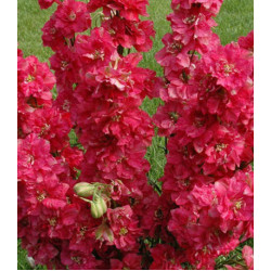 Семена Дельфиниум Русский Размер