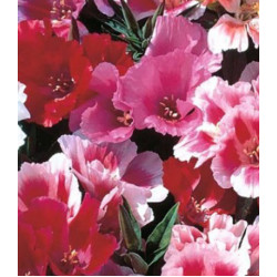 Семена Годеция Катерина