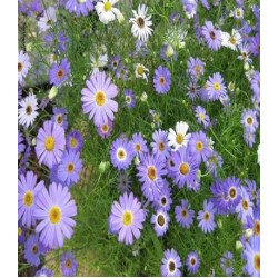 Брахикома ибе��исолистная Маргарита