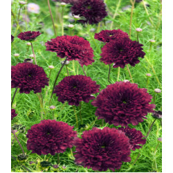 Космея Кнопка Бордовая Махровая