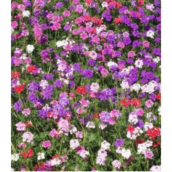 Вербена Леди мечта смесь окрасок