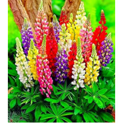 Люпин многолистный Минарет