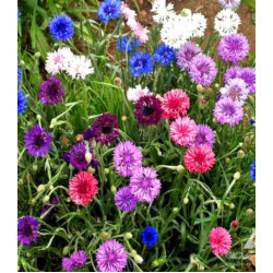 Василек Бордюрный