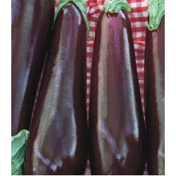 Баклажан Универсал 6