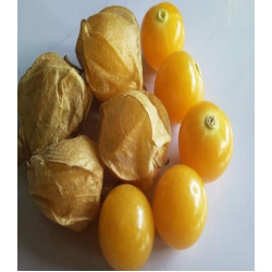 Физалис Лакомка