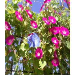 Ипомея Розовое Мерцание
