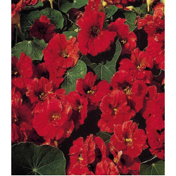 Настурция Впечатление кустовая