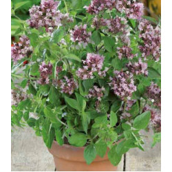 Душица обыкновенная Надежда