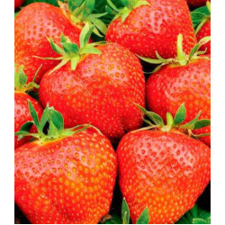 Земляника крупноплодная Королева Елизавета