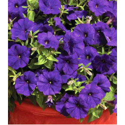 Петуния Эксплорер синяя F1