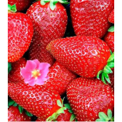 Клубника ремонтантная Тристан F1
