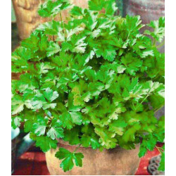 Петрушка листовая обыкновенная