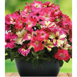 Петуния Фьюзибелс Коралл Лайм