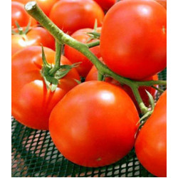 Томат Ранняя пташка