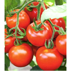 Томат Снежана