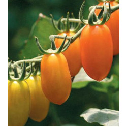 Томат Черри-Банано