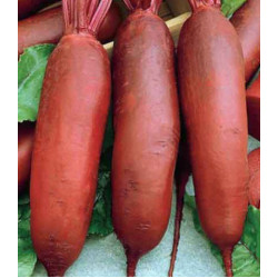 Свекла Красный богатырь