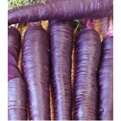 Морковь Пурпур F1