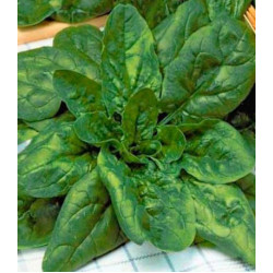 Шпинат Жирнолистный