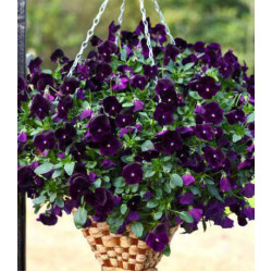 Виола ампельная Водопад черный F1