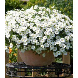 Калибрахоа ампельная Белый шелк