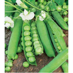 Горох Русский великан