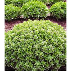 Базилик Гвоздичный аромат