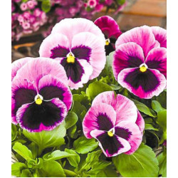 Виола Виттрока Фламенко фиолетовая F1