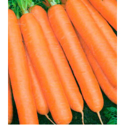 Морковь Балтимор F1