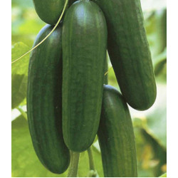 Огурец Бэби Мини F1