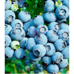 Голубика Канадская черника