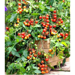 Томат ампельный Вишневый водопад F1